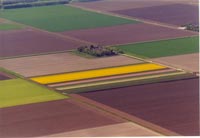 Bloembollenvelden
