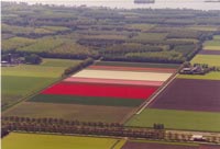 Bloembollenvelden